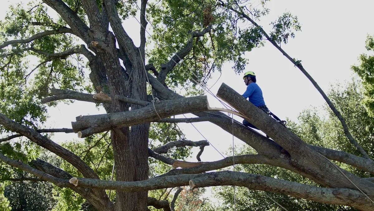 Professional Hazardous Tree Removal performed by certified arborists in Kingston